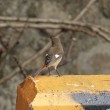 Daurian Redstart - female
